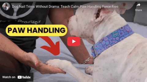 dog paw handling